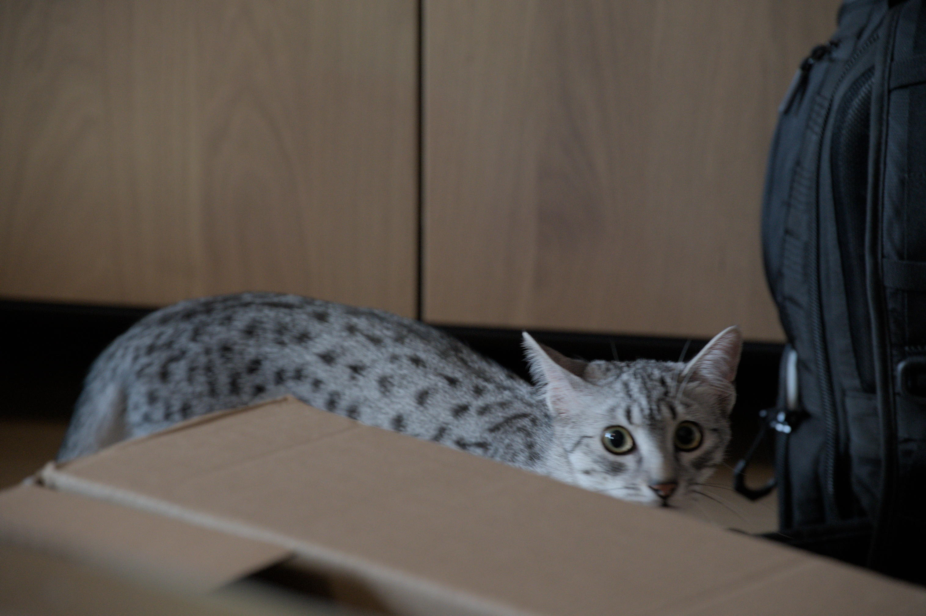 2025/10/12 - cats/DSC_0049.jpg